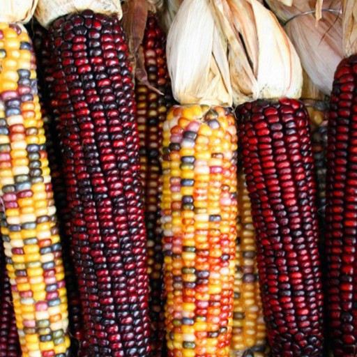 Des semences agricoles sous licence libre 